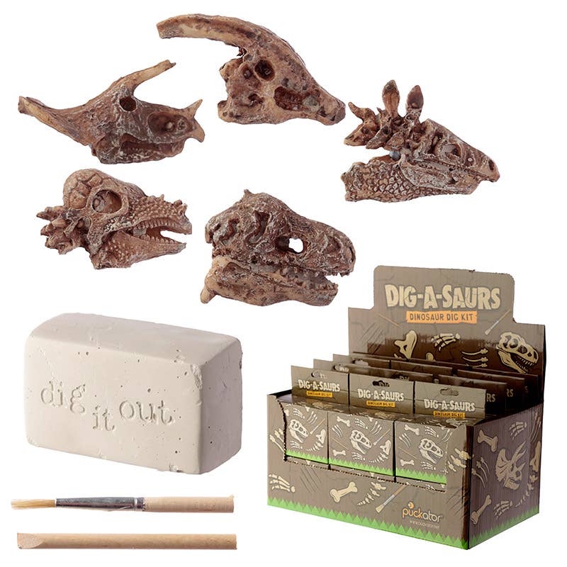 Kit de creusement de fossiles de dinosaure